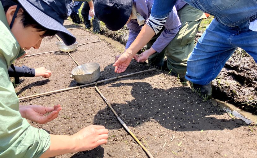 田んぼに苗床をつくって、一粒一粒丁寧に種をおろします。